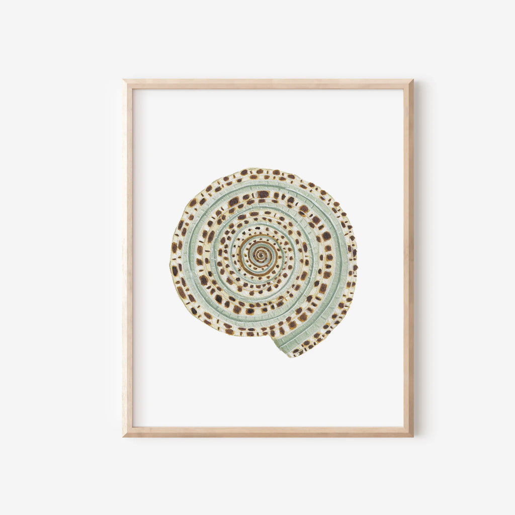 Sundial Shell Art Print 8x10