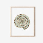 Sundial Shell Art Print 8x10