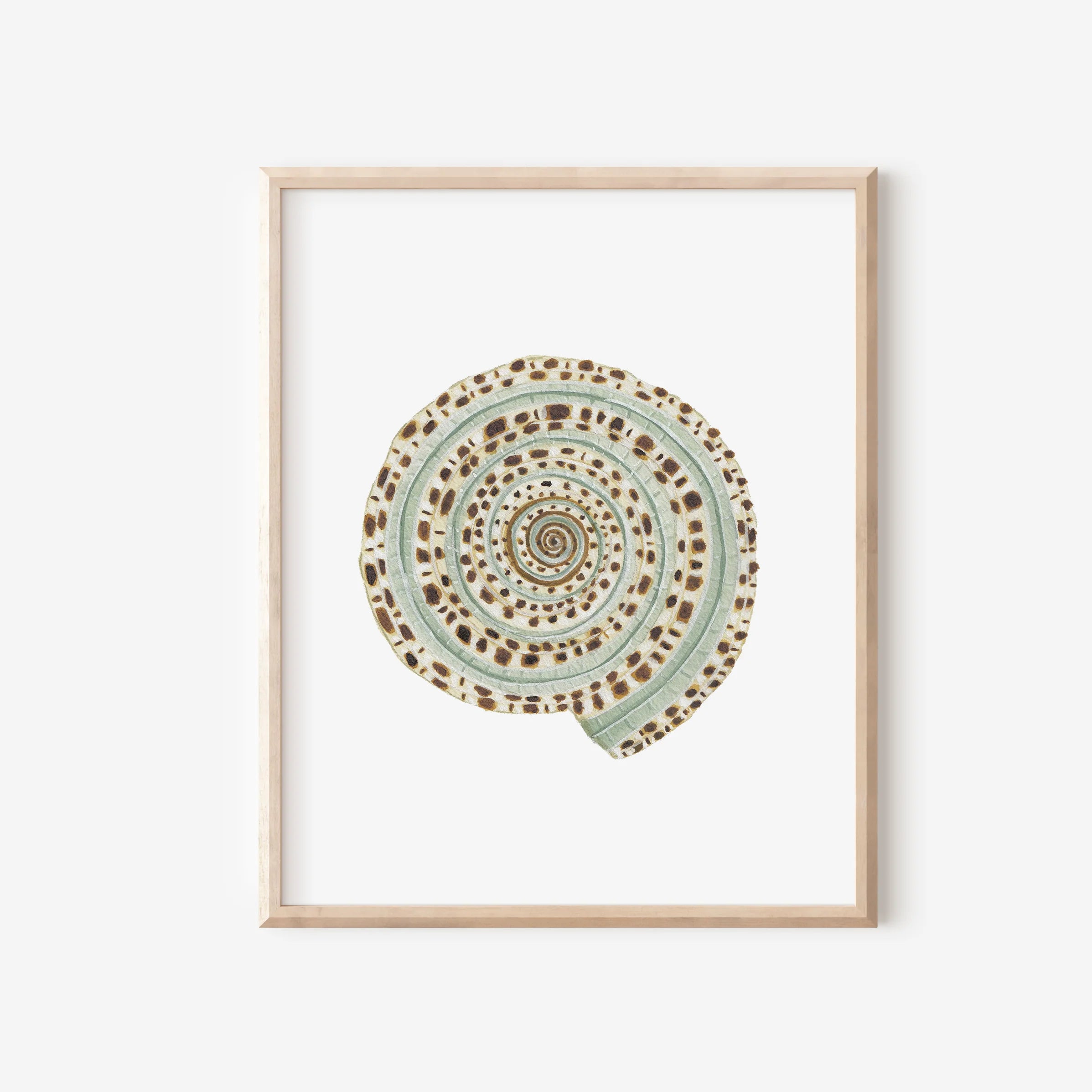 Sundial Shell Art Print 8x10