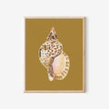 Triton Shell Art Print Colorful 5x7
