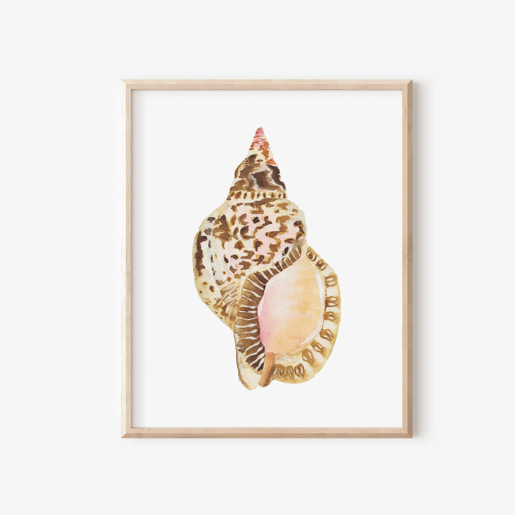 Triton Shell Art Print 8x10