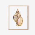 Triton Shell Art Print 8x10