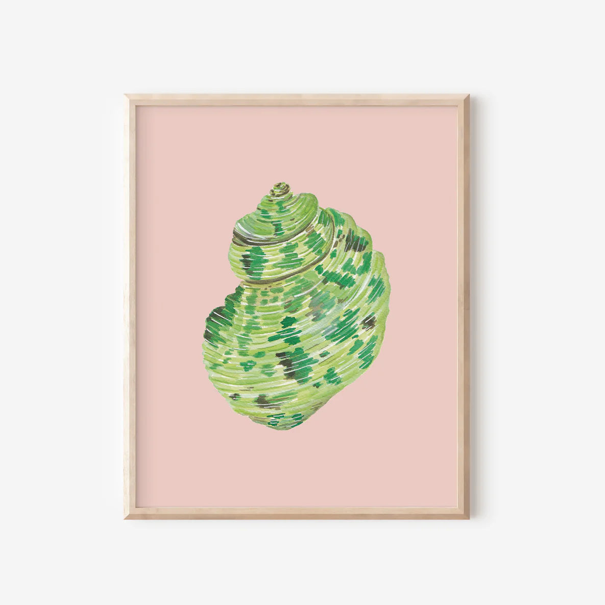 Turbo Shell Art Print Colorful 5x7