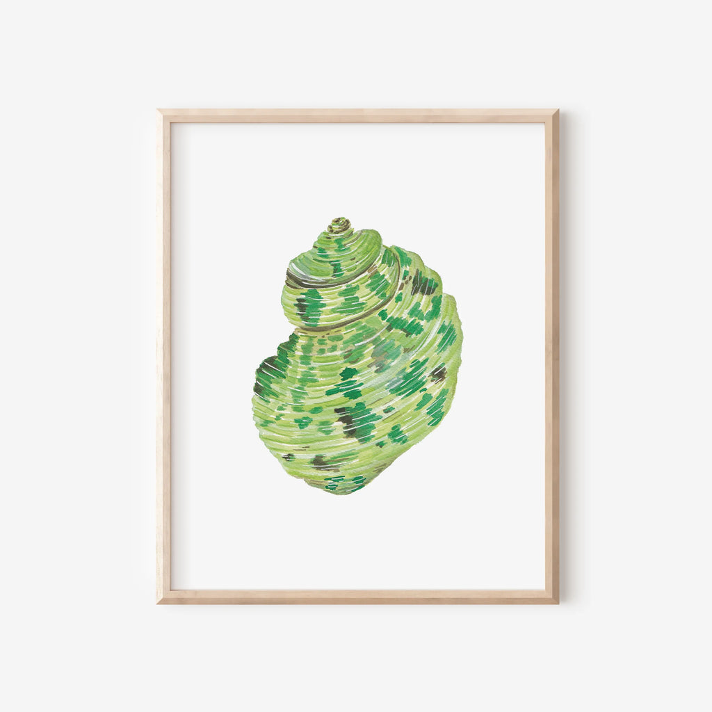 Turbo Shell Art Print 8x10