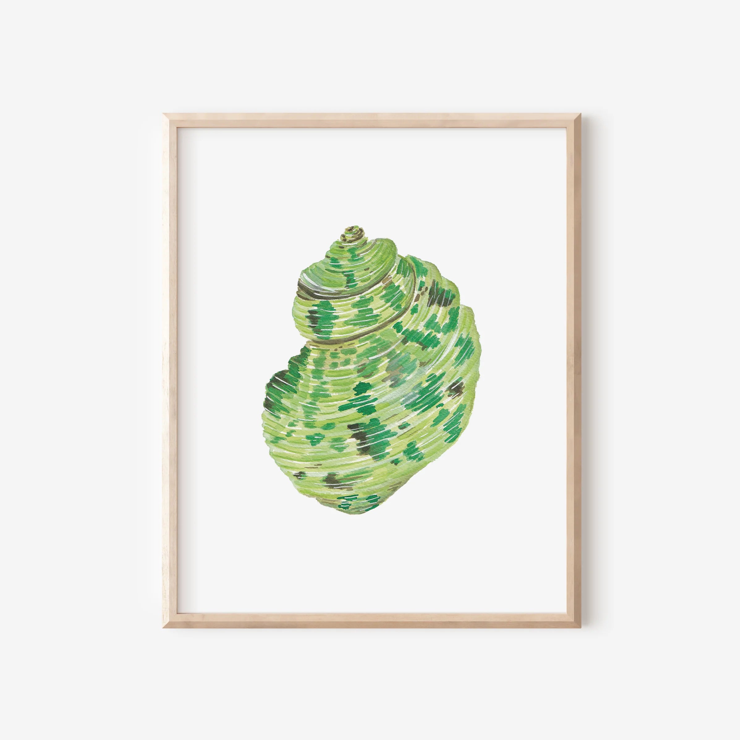 Turbo Shell Art Print 8x10