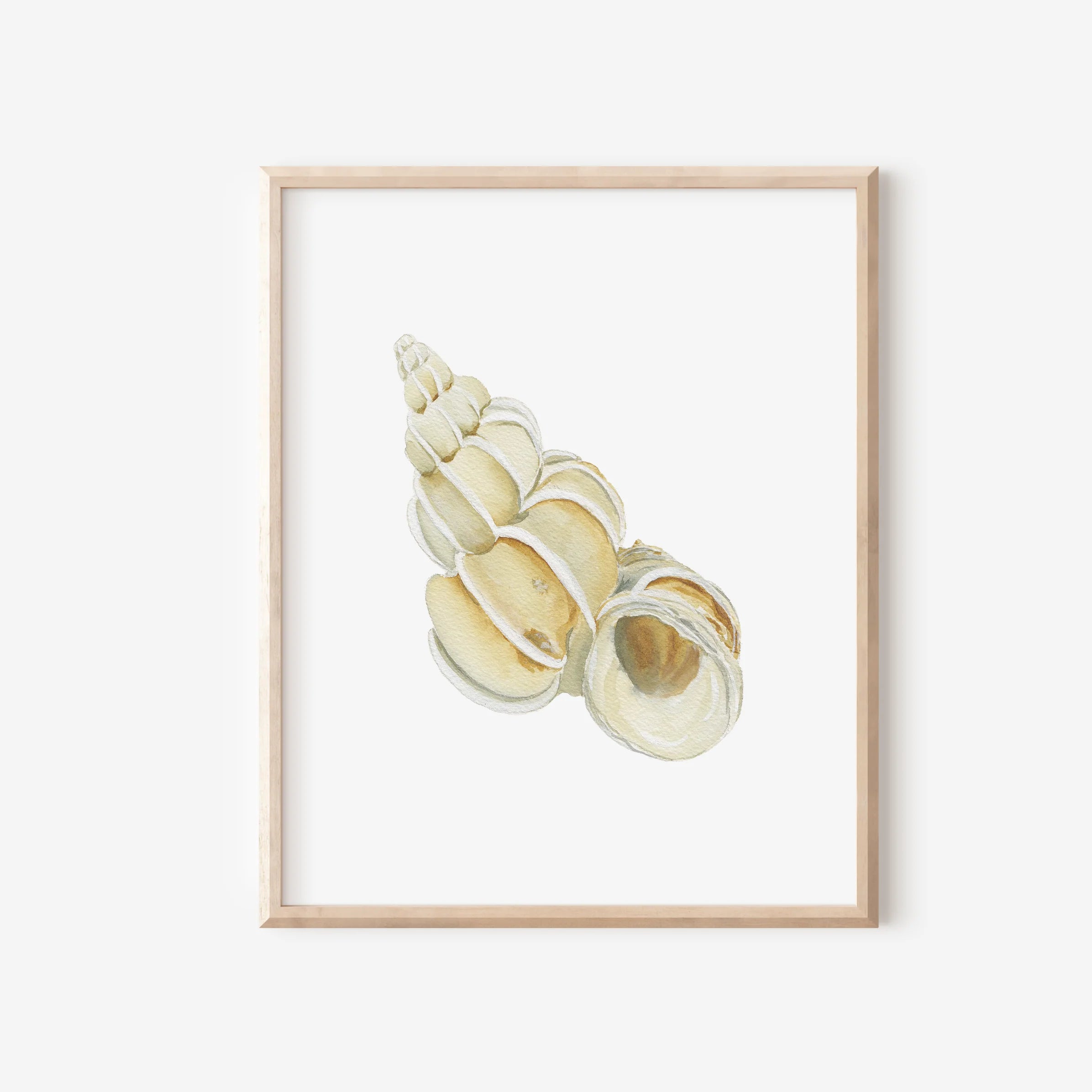 Wentletrap Art Print 8x10