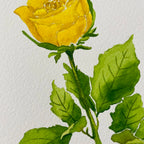 Yellow Rose Colorful Art Print 5x7