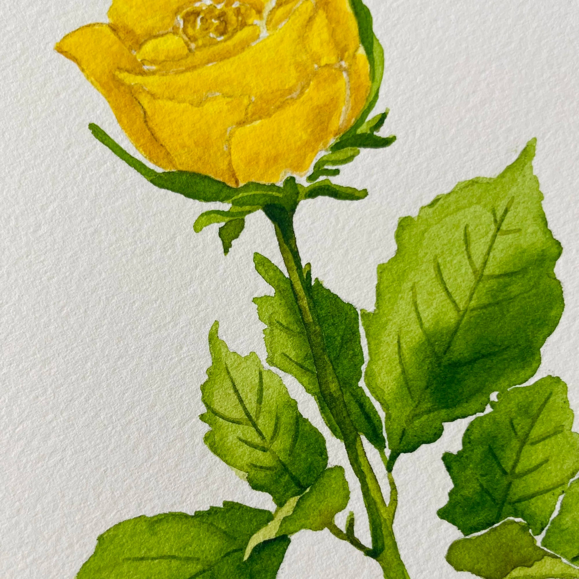 Yellow Rose Colorful Art Print 5x7